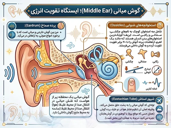 آناتومی گوش میانی